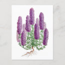 Suche nach vintage lila blume postkarten Botanisch