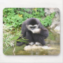 Recherche de boire de singe Jungle