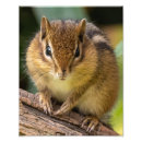 Suche nach furry poster Natur