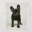 Suche nach french bulldog postkarten Puppy