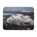 Suche nach bear magnete Fotografie