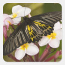 Recherche de micro autocollants Insecte