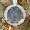 Suche nach niedliches schwein ornamente Haustiere