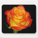 Suche nach pflanzen sie blume mousepads Orange