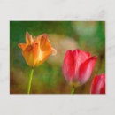 Suche nach gelbe tulpen postkarten Flora