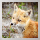 Suche nach kleiner fuchs poster Baby