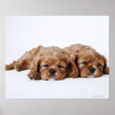 Suche nach kleinbetrieb poster Fotografie