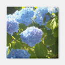Recherche de hortensia bleu magnets Nature