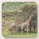 Suche nach antilope untersetzer Wild lebende tiere