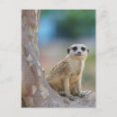 Suche nach meerkats postkarten Tierwelt