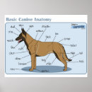 Recherche de anatomie chien posters Chiens