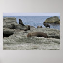 Suche nach großes siegel poster Strand