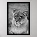 Recherche de lion blanc posters Animaux