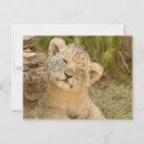 Recherche de petit animal lion cartes postales Animaux
