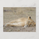 Recherche de panthera cartes postales Animal