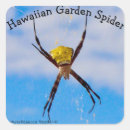 Recherche de araignée de jardin Pour tous