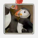 Suche nach puffins ornamente Eisland