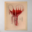 Recherche de mollusque posters Céphalopode