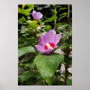 Suche nach aphrodite poster Blume