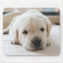 Suche nach labrador welpen mousepads Tier