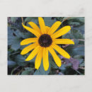 Recherche de coneflowers Jaune