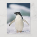 Recherche de adelie penguin posters Animaux