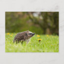 Recherche de herisson cartes postales Dandelion