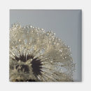 Suche nach löwenzahn magnete Makro