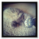 Suche nach persian poster Tiere