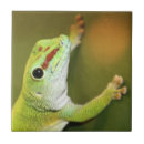 Suche nach gecko fliesen Grün