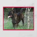 Recherche de cane corso cartes postales Animal