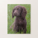 Recherche de cocker puzzles Puppy