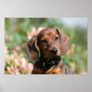 Suche nach glatte dackel poster Dackel glatt haarige miniatur