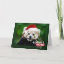 Recherche de panda noël cartes postales Animal sauvage
