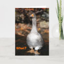 Recherche de hilare vœux cartes Idiot