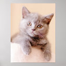 Suche nach tieraugen poster Kurzhaarkatze