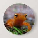 Suche nach salamander magnete Amphibien