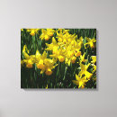 Suche nach narzisse leinwandbilder Blume