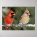Recherche de oiseau cardinal rouge posters Amoureux des oiseaux