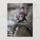 Recherche de macaques cartes postales Animaux dans la nature