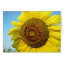 Recherche de tournesol autres Amour