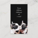 Recherche de bouledogue cartes visite Frenchie