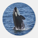 Recherche de orque magnets Animal
