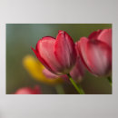 Suche nach gelbe tulpen poster Flora