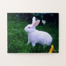 Recherche de lapin bleu photographie Animal