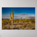 Suche nach arizona kaktus poster Sonnenuntergang