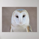 Recherche de hibou posters Belle