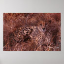 Recherche de tracee posters Faune