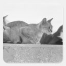 Suche nach aufmerksamkeit aufkleber Fokus