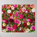 Suche nach vintage rosen poster Blume